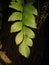 Adiantum trapeziforme, the giant maidenhair or diamond maidenhair, is a species of fern in the genus Adiantum