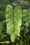 Adiantum trapeziforme plant