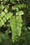 Adiantum trapeziforme plant