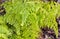 Adiantum venustum Himalayan Maidenhair close up