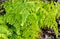 Adiantum venustum Himalayan Maidenhair close up