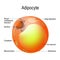 Adipocyte. Structure of a fat cell. lipocyte