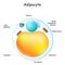 Adipocytes anatomy. Structure of fat cell.