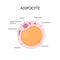 Adipocytes, lipocytes and fat cells. Fat cell structure vector illustration.