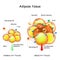 Adipocytes, obesity, and inflammation. normal, and obese adipose tissue