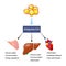 Adiponectin. adipose tissue