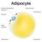 Adipose cell, Adipocytes are fascinating cells.