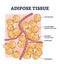 Adipose tissue or body fat anatomical inner cell structure outline diagram