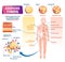 Adipose tissue vector illustration. Labeled medical body fat explain scheme