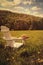 Adirondack chair in a field of grass