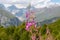 Adishi - A bushes of Rosebay Willowherb blooming in high Caucasus mountains in Georgia. There are high, snowcapped peaks