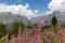 Adishi - A bushes of Rosebay Willowherb blooming in high Caucasus mountains in Georgia. There are high, snowcapped peaks