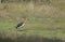 Adjutant Stork in Bandhavgarh National Park