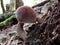 Admirable Bolete - Aureoboletus mirabilis