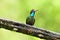 Admirable Hummingbird or Talamanca Hummingbird Eugenes spectabi