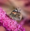 Admiral butterfly collecting nectar at a budleja blossom