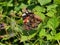 Admiral butterfly in detailed side view