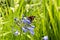 Admiral butterfly on a jewelry lily flower