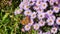 Admiral butterfly on small purple asters in the garden