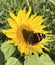Admiral butterfly on sunflower