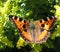 Daily Admiral butterfly (Vanessa atalanta)