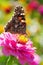 Admiral butterfly on zinnia flower