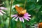 Admiral tastes the pink flower of echinacea. Bottom view. Around the stem of blurred flowers