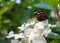 Admiral - Vanessa atalanta, butterfly on white flowers, on green background, copy space