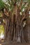 Admiring venerable old tree at Tule, Mexico