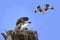 Adolecent Osprey in the Nest While Parent Brings Lunch