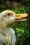 Adolescent American Pekin Duckling