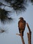 Adolescent Bald Eagle - Perch Over East Bay