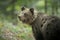 Adolescent bear cub in Europe