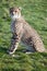 Adolescent Cheetah Cub