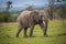 Adolescent Elephant Running