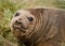 Adolescent Elephant Seal