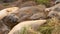 Adolescent Elephant Seals