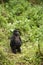 Adolescent Female Mountain Gorilla