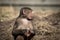 An adolescent Hamadryas Baboon eating food in the outdoors