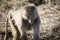 An adolescent Hamadryas Baboon relaxing in the sunshine