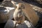 An adolescent Hamadryas Baboon relaxing in the sunshine