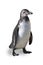 Adolescent humboldt penguin