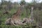 Adolescent and juvenile giraffes at rest