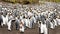 Adolescent King penguin amongst adults