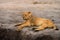 Adolescent lion resting on a sandbank with trces of blood around it`s mouth after a recent kill in Hwange, Zimbabwe, Southern Afri