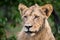 Adolescent male lion in Kruger Park