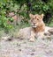 Adolescent male lion in Kruger Park