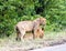 Adolescent male lion Panthera leo portrait in Kruger Park