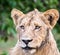 Adolescent male lion Panthera leo portrait in Kruger Park