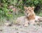 Adolescent male lion Panthera leo portrait in Kruger Park